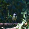 Great Tit